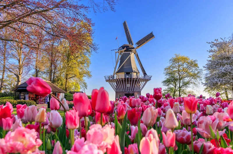 Visita guidata di un giorno ai giardini di Keukenhof e ai mulini a vento di Zaanse Schans da Amsterdam
