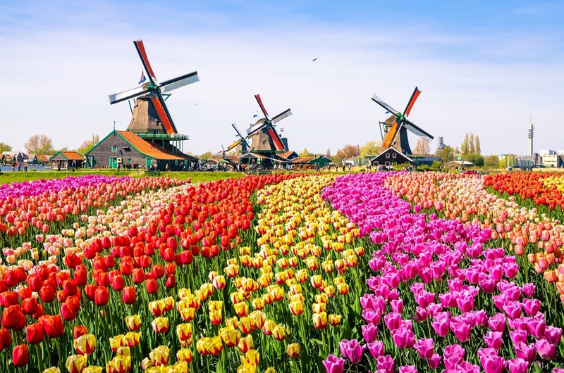 Visita guidata di un giorno ai giardini di Keukenhof e ai mulini a vento di Zaanse Schans da Amsterdam