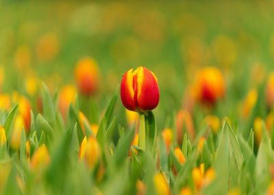Zaanse Schans, Volendam and Tulip Greenhouse Tour