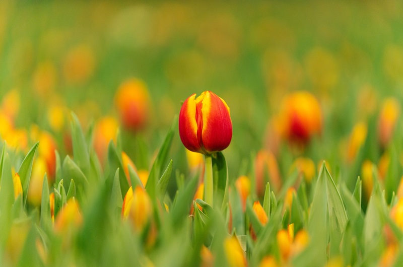 Zaanse Schans, Volendam and Tulip Greenhouse Tour