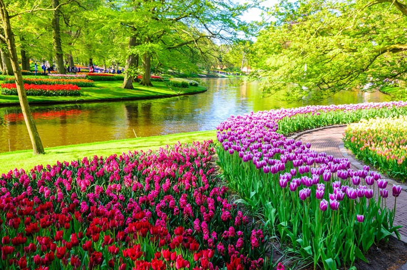5-hour Keukenhof & Zaanse Schans Exclusive Small-Group Excursion from Amsterdam