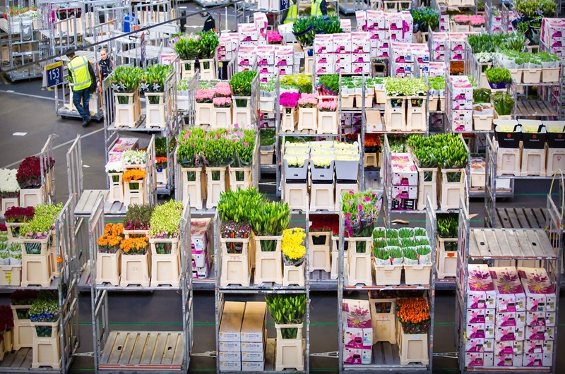 Flower Auction FloraHolland and Keukenhof Gardens Visit with Transportation