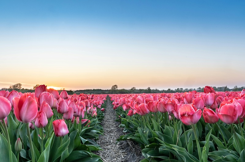 Flower Auction Royal Flora Holland and Tulip Farm Visit with Private Driver Guide